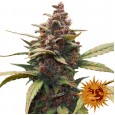 Ayahuasca Purple - Barney's Farm